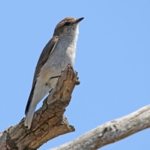 Microeca fascinans at Tennent, ACT - 1 Nov 2019