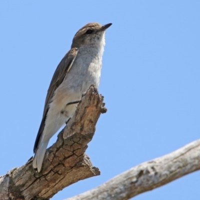 Microeca fascinans (Jacky Winter) at Tennent, ACT - 1 Nov 2019 by RodDeb