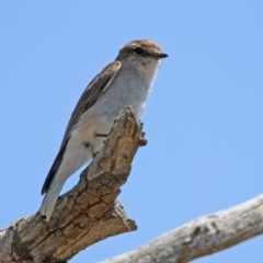 Microeca fascinans at Tennent, ACT - 1 Nov 2019