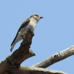 Microeca fascinans at Tennent, ACT - 1 Nov 2019