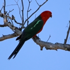 Alisterus scapularis (Australian King-Parrot) at Namadgi National Park - 31 Oct 2019 by RodDeb