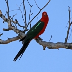 Alisterus scapularis at Paddys River, ACT - 1 Nov 2019 10:49 AM