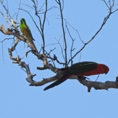 Alisterus scapularis at Paddys River, ACT - 1 Nov 2019