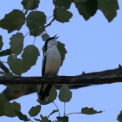 Lalage tricolor (White-winged Triller) at Lake Burley Griffin West - 31 Oct 2019 by jbromilow50