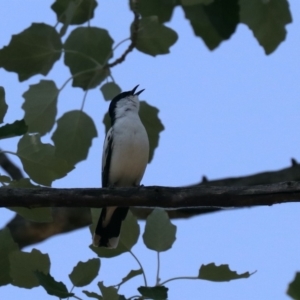 Lalage tricolor at Acton, ACT - 1 Nov 2019 10:16 AM