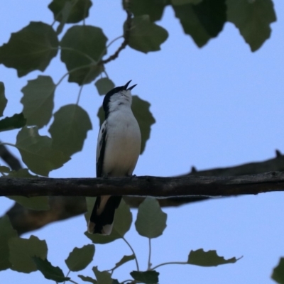 Lalage tricolor (White-winged Triller) at Lake Burley Griffin West - 31 Oct 2019 by jbromilow50