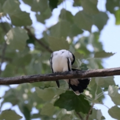 Lalage tricolor at Acton, ACT - 1 Nov 2019