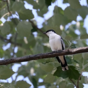 Lalage tricolor at Acton, ACT - 1 Nov 2019 10:16 AM