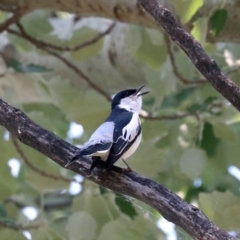 Lalage tricolor at Acton, ACT - 1 Nov 2019