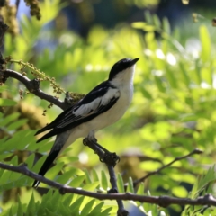 Lalage tricolor at Acton, ACT - 1 Nov 2019 10:16 AM