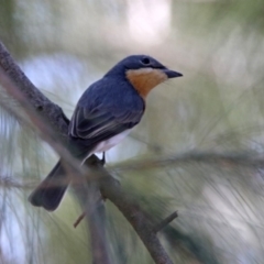 Myiagra rubecula (Leaden Flycatcher) at Paddys River, ACT - 1 Nov 2019 by RodDeb