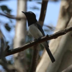 Myiagra rubecula (Leaden Flycatcher) at Paddys River, ACT - 1 Nov 2019 by RodDeb