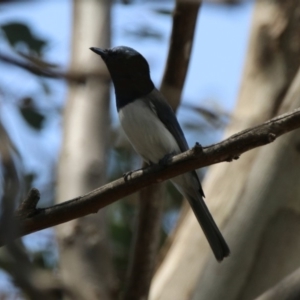 Myiagra rubecula at Paddys River, ACT - 1 Nov 2019