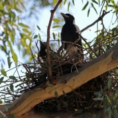 Gymnorhina tibicen (Australian Magpie) at Paddys River, ACT - 1 Nov 2019 by RodDeb