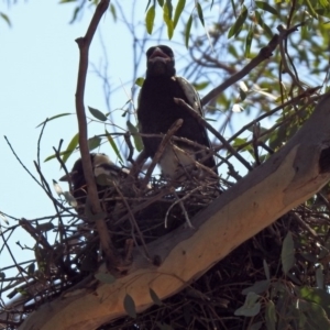 Gymnorhina tibicen at Paddys River, ACT - 1 Nov 2019