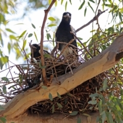 Gymnorhina tibicen at Paddys River, ACT - 1 Nov 2019 10:18 AM