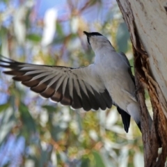 Lalage tricolor (White-winged Triller) at Paddys River, ACT - 1 Nov 2019 by RodDeb