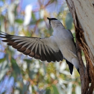 Lalage tricolor (White-winged Triller) at Paddys River, ACT - 1 Nov 2019 by RodDeb