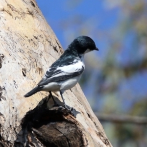 Lalage tricolor at Paddys River, ACT - 1 Nov 2019 10:23 AM