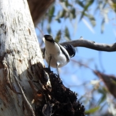 Lalage tricolor at Paddys River, ACT - 1 Nov 2019