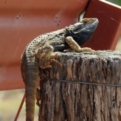 Pogona barbata (Eastern Bearded Dragon) at Paddys River, ACT - 1 Nov 2019 by RodDeb