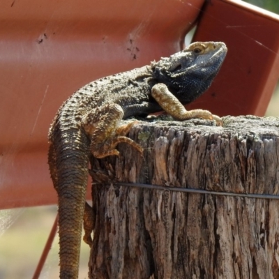 Pogona barbata (Eastern Bearded Dragon) at Paddys River, ACT - 31 Oct 2019 by RodDeb