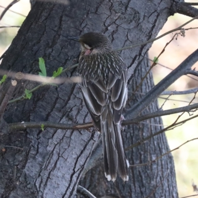 Anthochaera carunculata (Red Wattlebird) at Acton, ACT - 1 Nov 2019 by jb2602