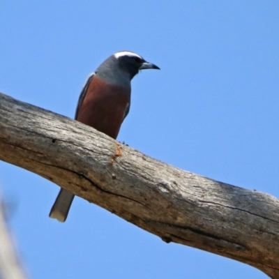 Artamus superciliosus (White-browed Woodswallow) at Paddys River, ACT - 1 Nov 2019 by RodDeb