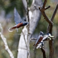 Artamus superciliosus at Paddys River, ACT - 1 Nov 2019