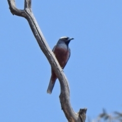 Artamus superciliosus at Paddys River, ACT - 1 Nov 2019