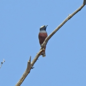 Artamus superciliosus at Paddys River, ACT - 1 Nov 2019 11:14 AM