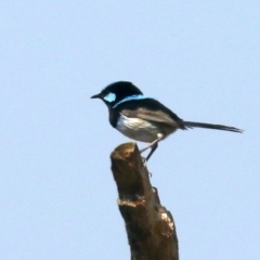 Malurus cyaneus (Superb Fairywren) at Acton, ACT - 1 Nov 2019 by jb2602