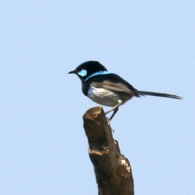 Malurus cyaneus (Superb Fairywren) at Lake Burley Griffin West - 31 Oct 2019 by jbromilow50