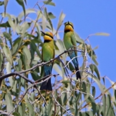 Merops ornatus at Paddys River, ACT - 1 Nov 2019