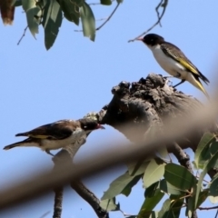 Grantiella picta (Painted Honeyeater) at Namadgi National Park - 1 Nov 2019 by RodDeb