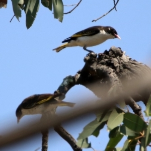 Grantiella picta at Tennent, ACT - 1 Nov 2019 11:32 AM