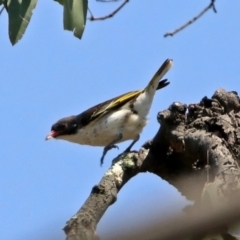 Grantiella picta at Tennent, ACT - 1 Nov 2019 11:32 AM