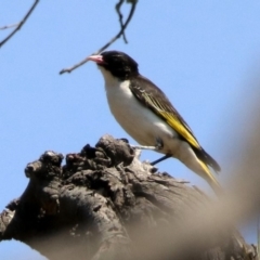 Grantiella picta at Tennent, ACT - 1 Nov 2019