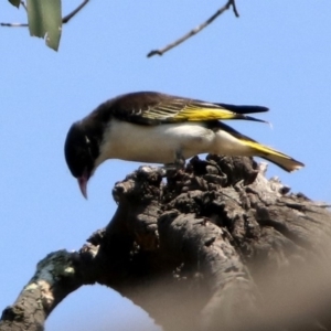 Grantiella picta at Tennent, ACT - 1 Nov 2019 11:32 AM