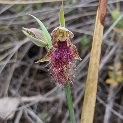 Calochilus platychilus (Purple Beard Orchid) at Denman Prospect, ACT - 2 Nov 2019 by MattM