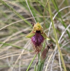 Calochilus platychilus at Denman Prospect, ACT - 2 Nov 2019