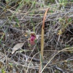 Calochilus platychilus at Denman Prospect, ACT - 2 Nov 2019