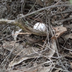 Unverified Intermediate size at Piney Ridge - 2 Nov 2019 by MattM