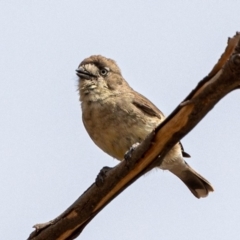 Aphelocephala leucopsis (Southern Whiteface) at Stromlo, ACT - 2 Nov 2019 by JohnHurrell