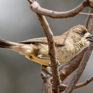 Aphelocephala leucopsis at Stromlo, ACT - 2 Nov 2019 10:51 AM