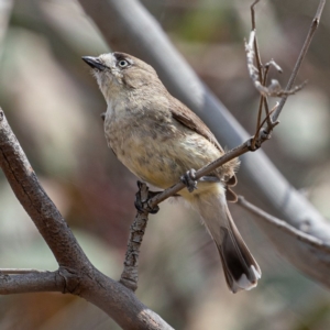 Aphelocephala leucopsis at Stromlo, ACT - 2 Nov 2019 10:51 AM