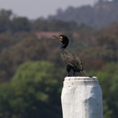 Phalacrocorax carbo (Great Cormorant) at Lake Burley Griffin West - 31 Oct 2019 by jbromilow50