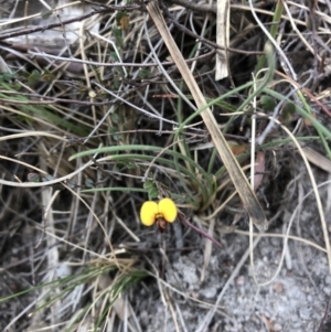 Bossiaea sp. at Rendezvous Creek, ACT - 2 Nov 2019 04:53 PM