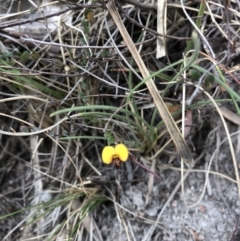 Bossiaea sp. at Rendezvous Creek, ACT - 2 Nov 2019 by Jubeyjubes