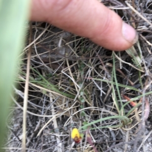 Bossiaea sp. at Rendezvous Creek, ACT - 2 Nov 2019